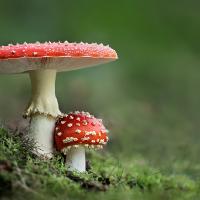 2010 (9) SEPTEMBER Fly Agarics 